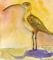 curlew