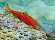 sockeye