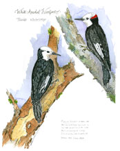 white-headed woodpeckers - field notes